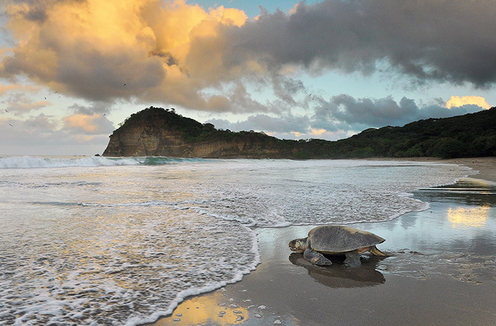 Turtle at La Flor Reserve